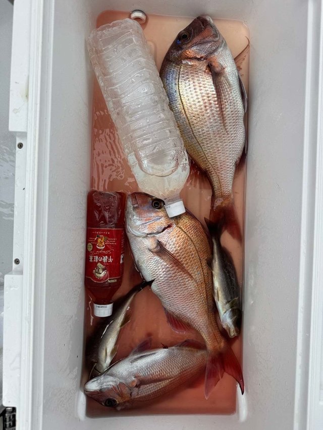 マダイ・イサキ・サバ(ゴマサバ)