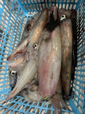 マイカ(ケンサキイカ)