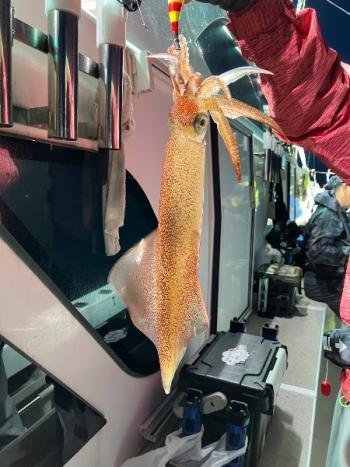 マイカ(ケンサキイカ)