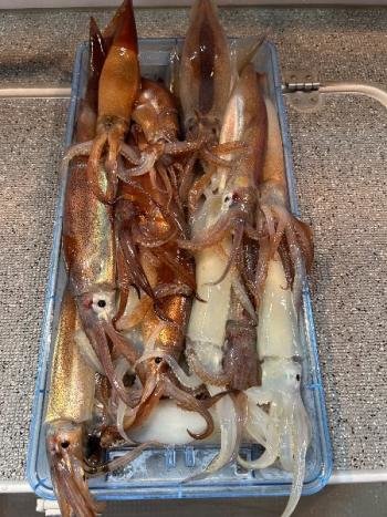 スルメイカ・マイカ(ケンサキイカ)