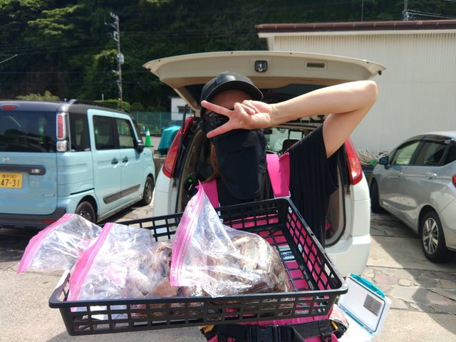 ムギイカ(スルメイカ)