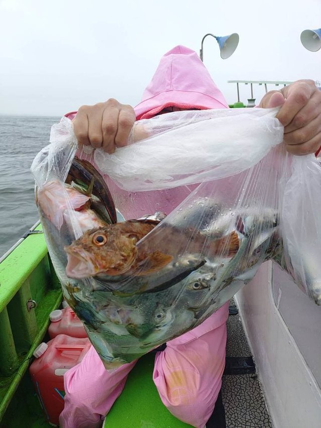 アジ(マアジ)・カサゴ