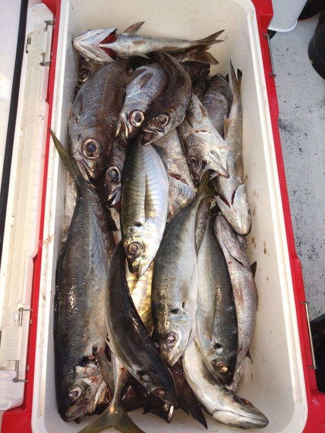 アジ(マアジ)・クロムツ・クログチ