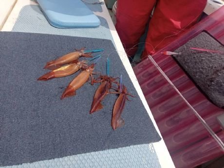 ムギイカ(スルメイカ)