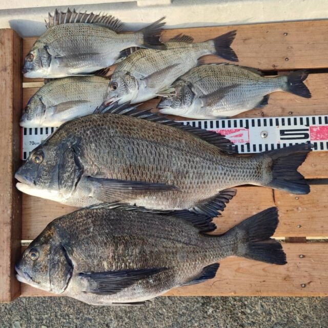 チヌ(クロダイ)