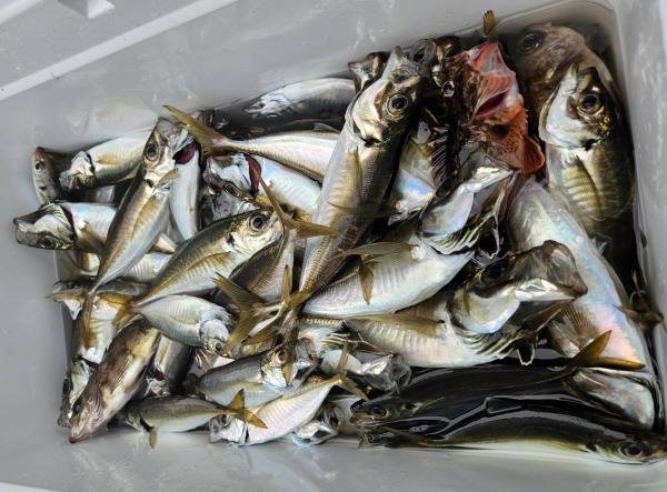 アジ(マアジ)・カサゴ