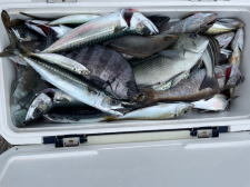 メジナ・イシダイ・アジ(マアジ)・サバ(マサバ)