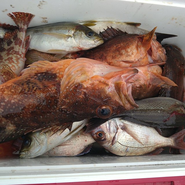 マダイ・アコウ(キジハタ)・イサキ・ガシラ(カサゴ)