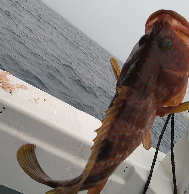 アコウ(キジハタ)