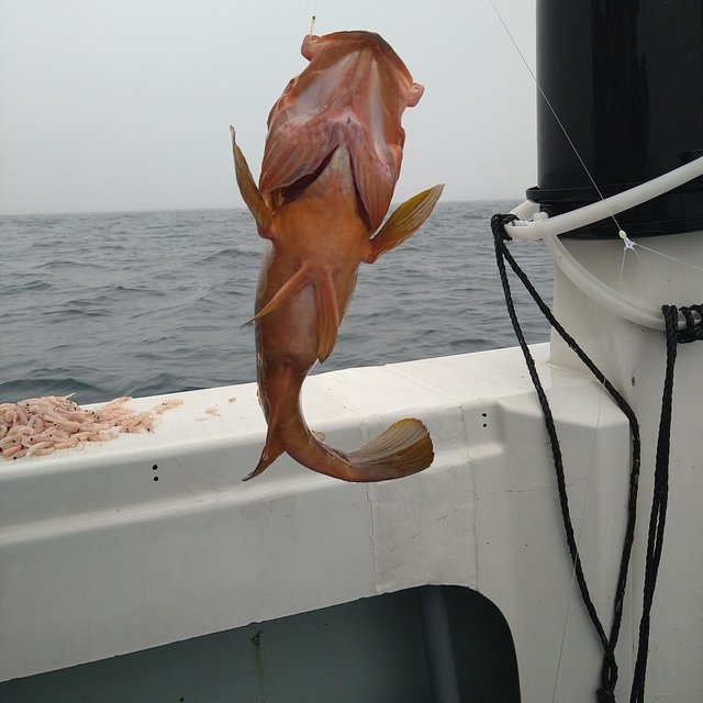 アコウ(キジハタ)