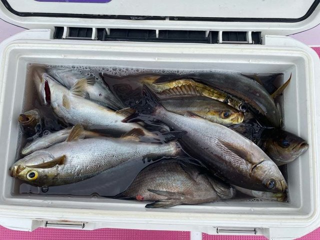 イサギ(イサキ)