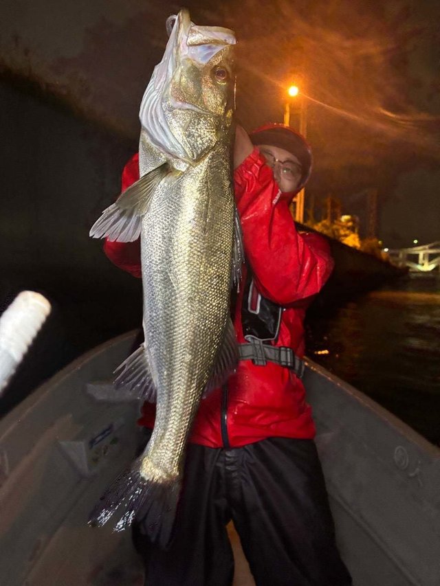 シーバス(スズキ)