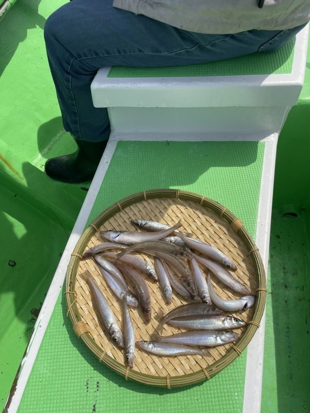 シロキス(シロギス)