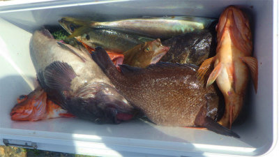 アジ(マアジ)・クロソイ・ウッカリカサゴ・クロメバル(メバル)・マゾイ(キツネメバル)