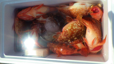 ウッカリカサゴ