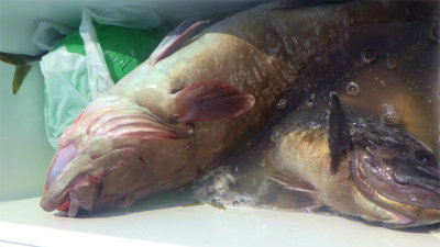 クロソイ・マゾイ(キツネメバル)