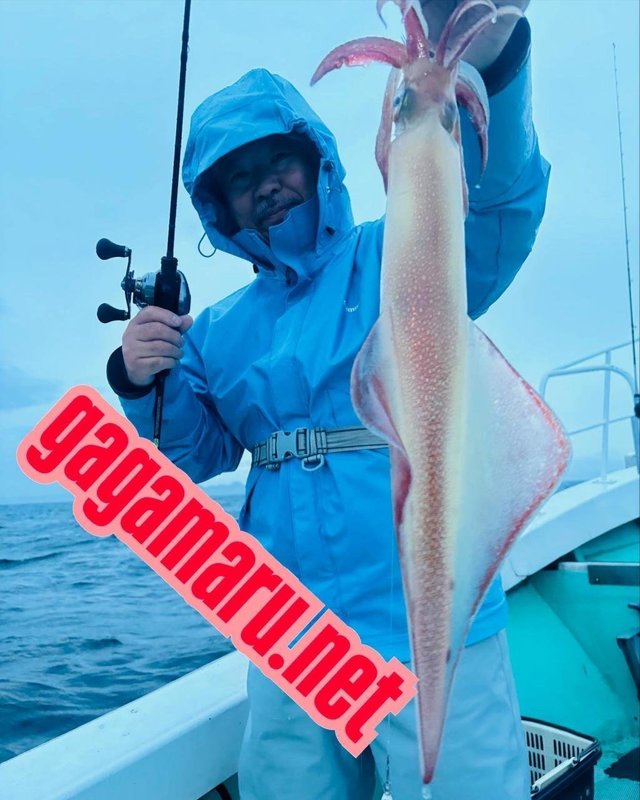 ケンサキ(ケンサキイカ)