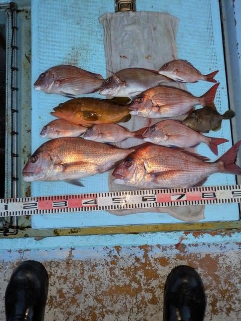 マダイ・キジハタ・ウマズラハギ(ウマヅラハギ)・マルハギ(カワハギ)