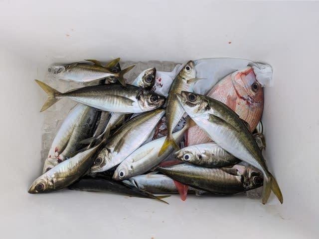 マダイ・マアジ