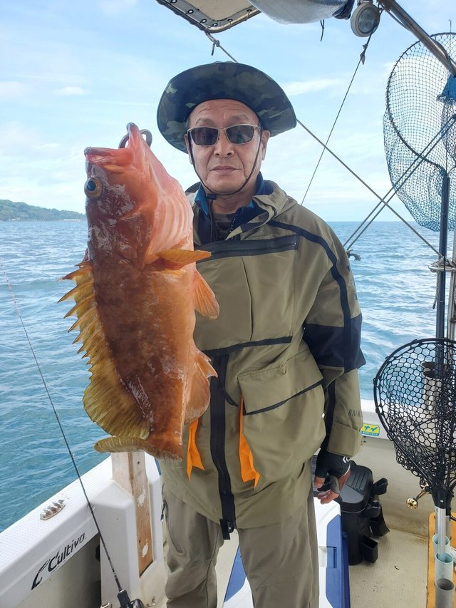 アコウ(キジハタ)