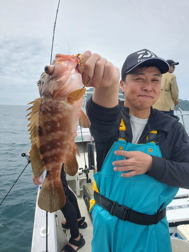 アコウ(キジハタ)