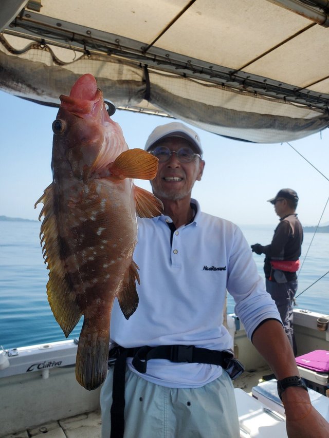 アコウ(キジハタ)