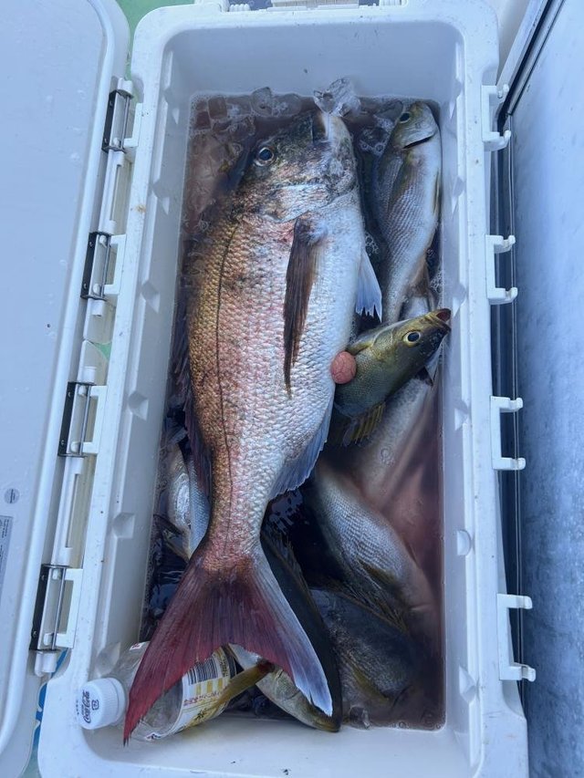 マダイ・イサキ