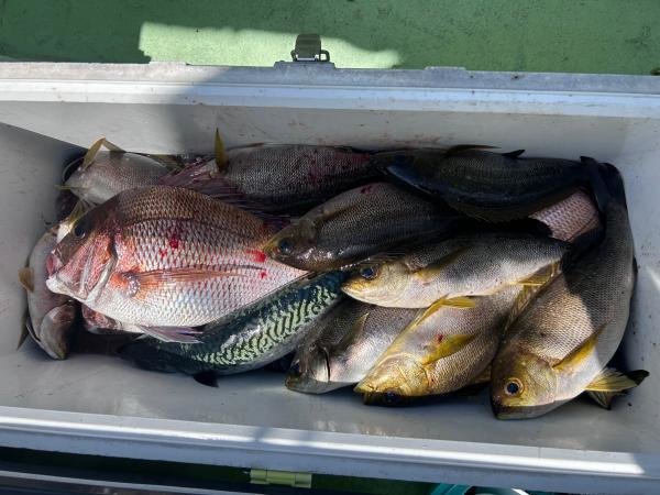 マダイ・イサキ・サバ(ゴマサバ)