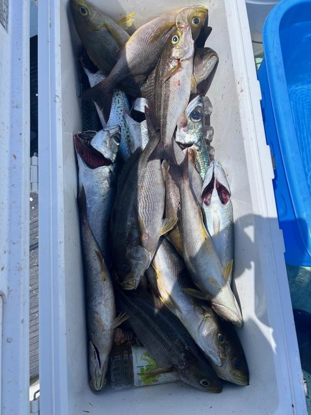 イサキ・サバ(ゴマサバ)