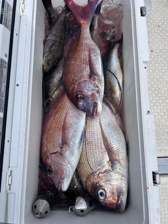 マダイ・イサキ