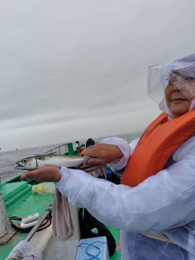 サバ(ゴマサバ)