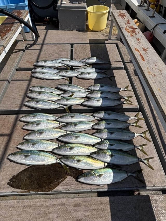 ハマチ(ブリ)・ヒラメ