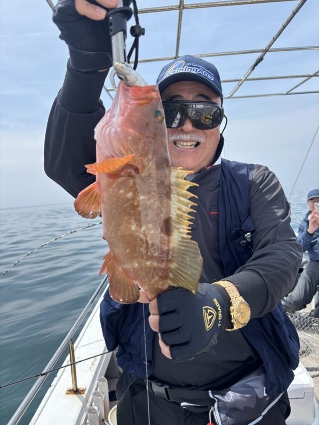 アコウ(キジハタ)