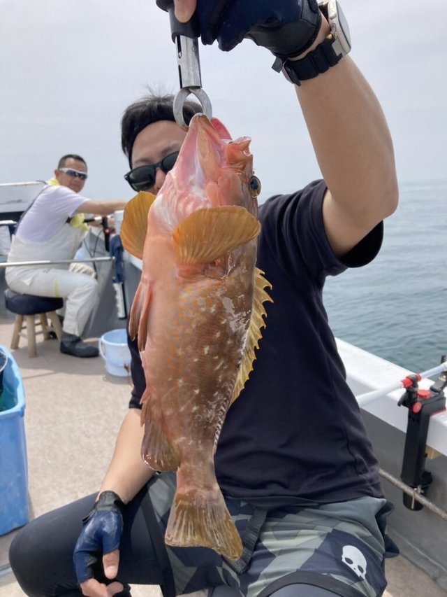 アコウ(キジハタ)