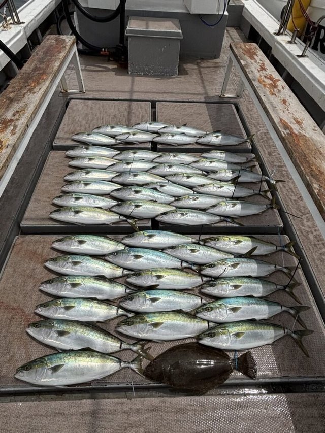 ハマチ(ブリ)・ヒラメ