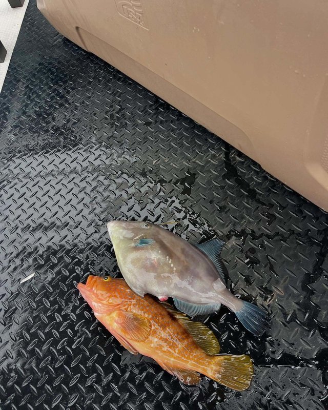 キジハタ・ウマズラハギ(ウマヅラハギ)