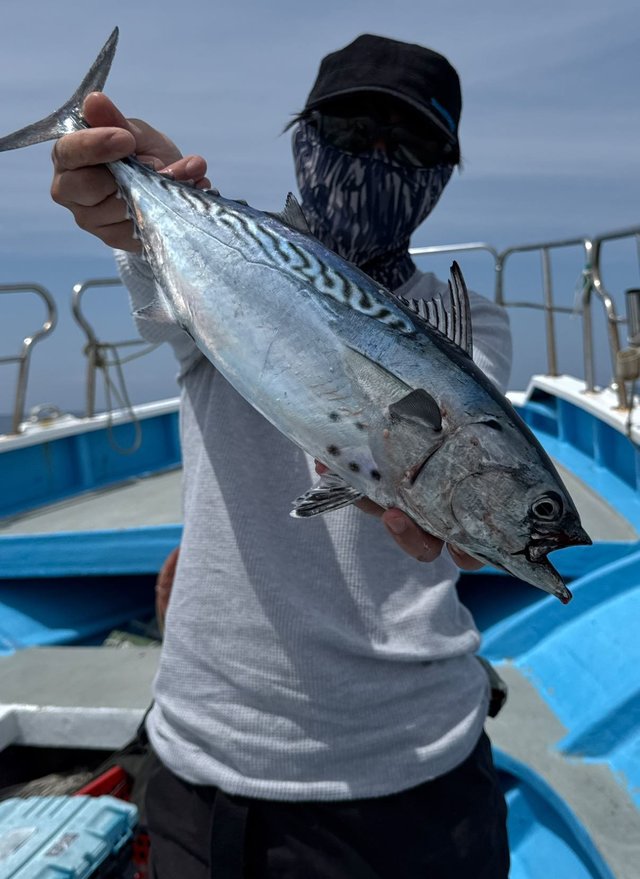 スマガツオ(スマ)