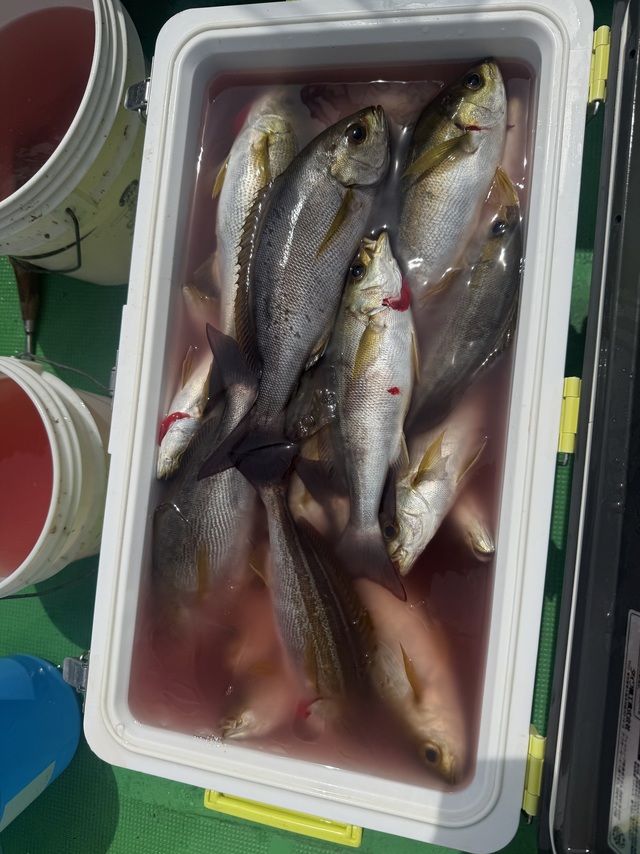 イサギ(イサキ)