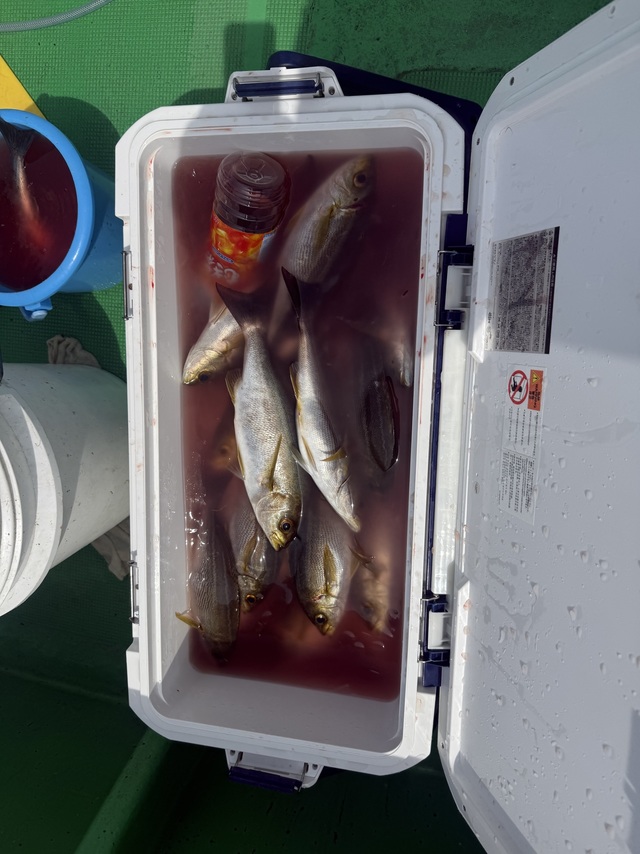 イサギ(イサキ)