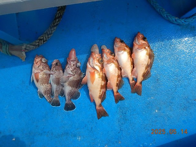 メバル・マゾイ(キツネメバル)