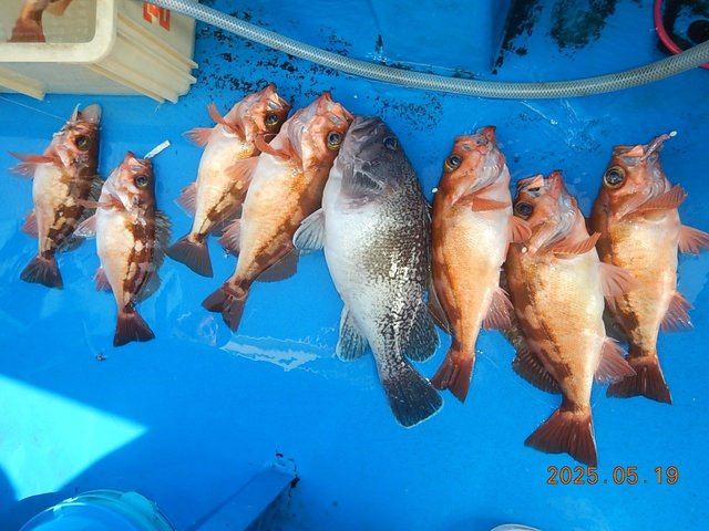 メバル・マゾイ(キツネメバル)