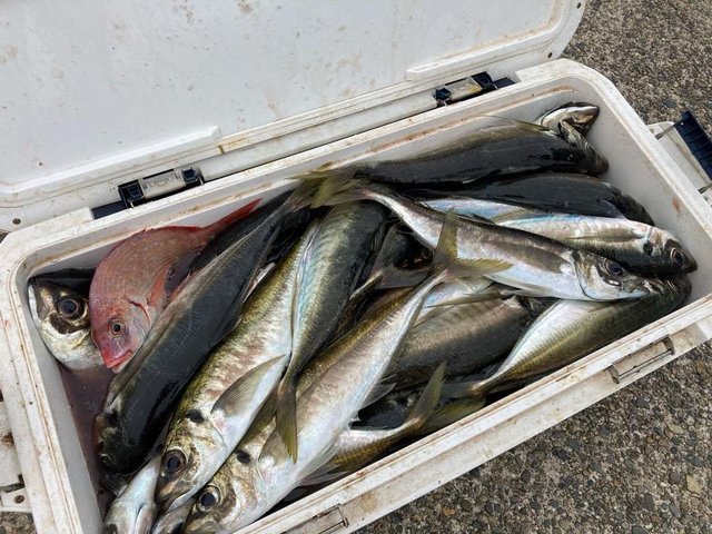 ハナダイ(チダイ)・アジ(マアジ)・サバ(ゴマサバ)