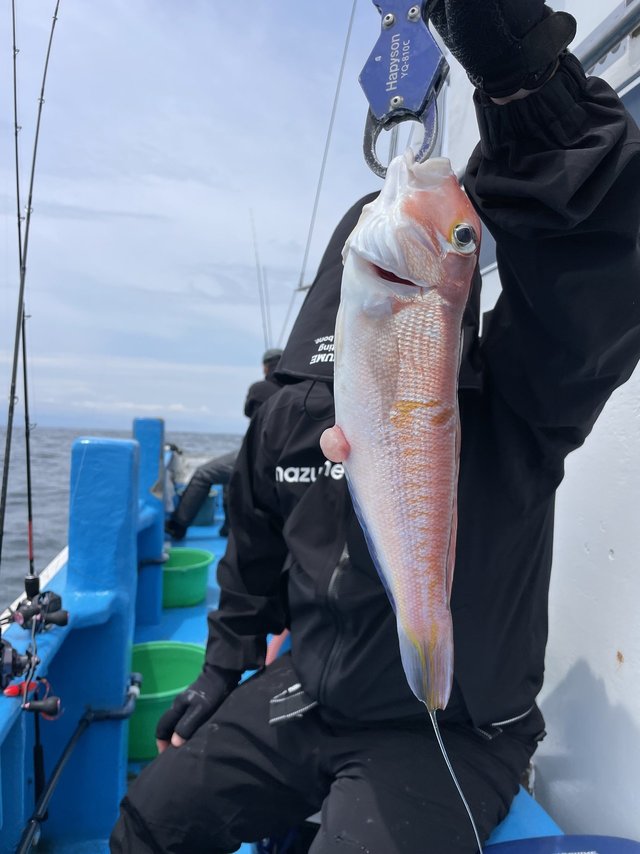 アマダイ(アカアマダイ)