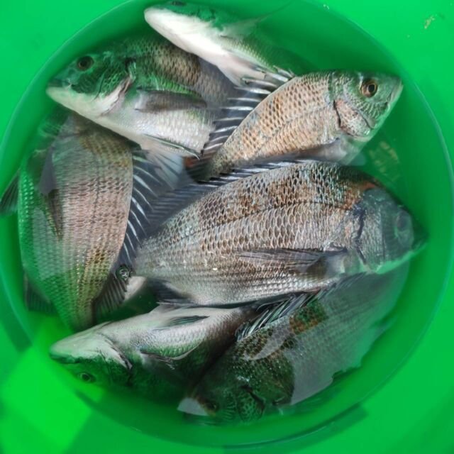 チヌ(クロダイ)