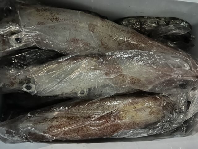 ケンサキ(ケンサキイカ)