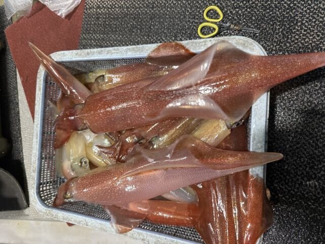 ケンサキ(ケンサキイカ)