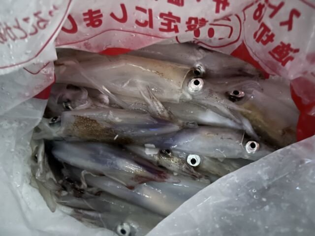 ケンサキ(ケンサキイカ)