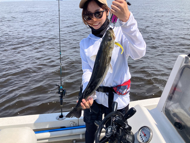 シーバス(スズキ)