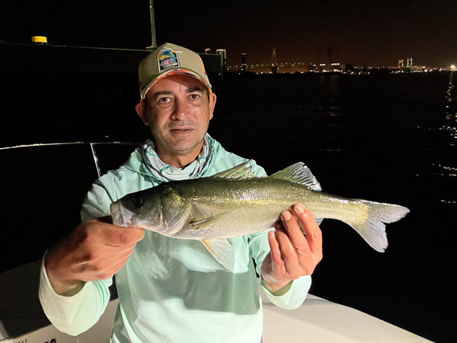 シーバス(スズキ)