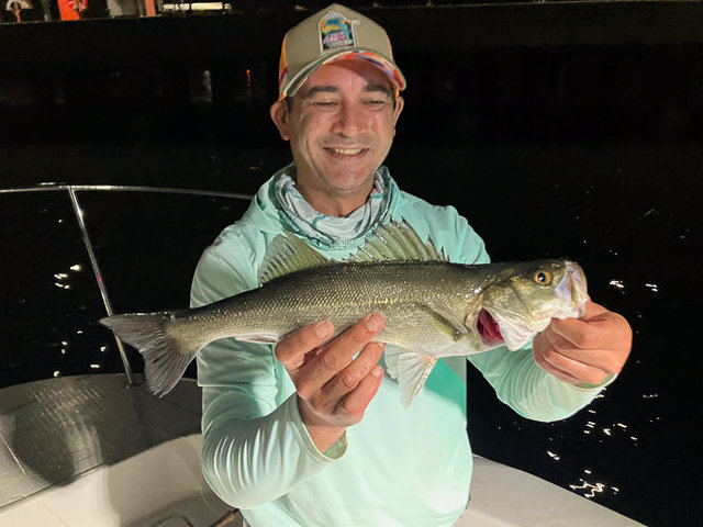 シーバス(スズキ)